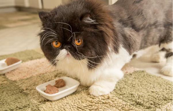 Food Allergies in Cats – Managing the Fussy Eaters