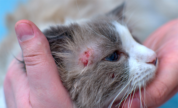 Feline Allergic Dermatitis — Why Diagnosis is So Challenging