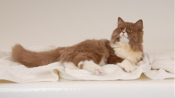 Feline Dermatophytosis — Etiology, Transmission, and Epidemiology