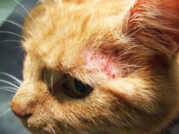 Feline Allergic Dermatitis — A Practical, Stepwise Diagnostic Approach
