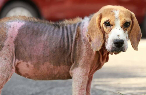 Clinical Presentation of Demodicosis in Dogs and Cats