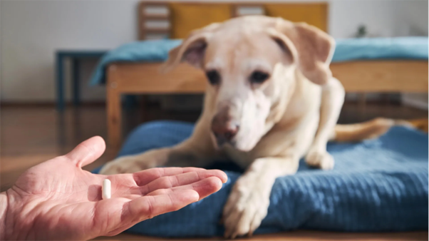 Isoxazolines in Small Animal Practice: Clinical Applications and Safety