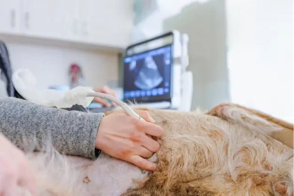 Beyond the Microscope: Why Sperm Morphology Is the Cornerstone of Fertility Assessment in Stud Dogs