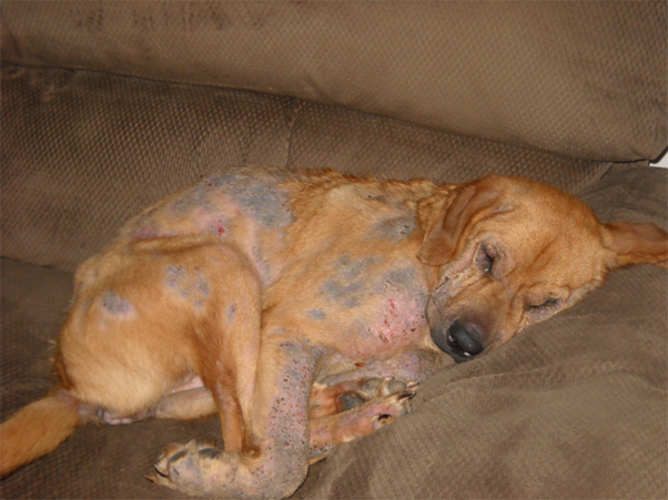 Understanding Demodicosis in Dogs and Cats: Pathogenesis and Predisposing Factors