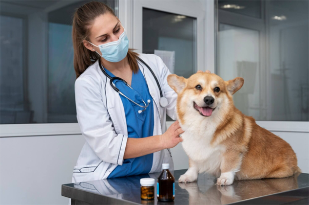 Breeding Soundness Evaluation in Dogs: A Practical Clinical Framework for Veterinary Practitioners
