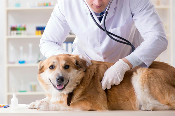Canine Fertility and Infertility: Definitions, Clinical Relevance, and Diagnostic Challenges