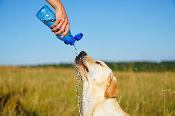 A Collapsing Labrador in Summer: A Practical Approach to Heat Stroke Management
