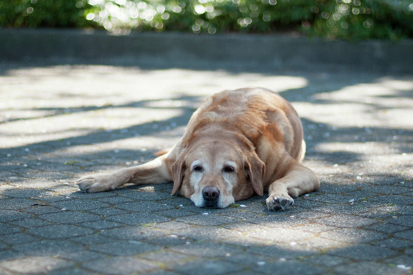 Clinical Recognition and Management of Canine Heat-Related Illness: From Early Signs to Emergency Care