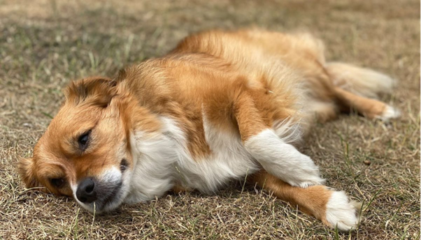 When Thermoregulation Fails: Decoding the Clinical Cascade of Canine Heat Stroke