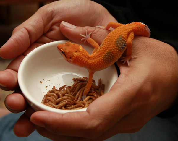 Captivity and Stress: Key Drivers of Salmonella Colonization in Reptiles