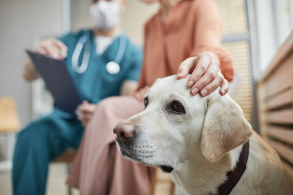 Diagnostic Strategy in Canine Leptospirosis: What to Trust, What to Question