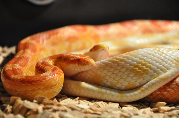 Zoonotic Risk of Reptile-Associated Salmonellosis: Clinical and Public Health Perspectives