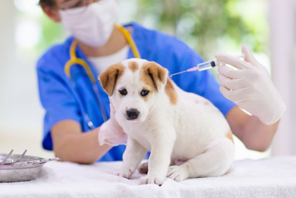 Rabies Control in India: A Practical SWOT Perspective for Veterinary Professionals