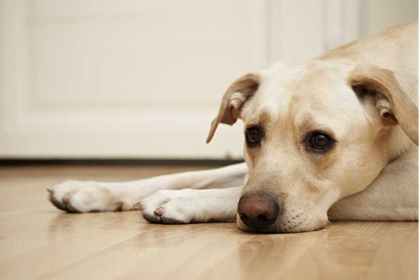 Canine Leptospirosis: From Environmental Exposure to Systemic Disease