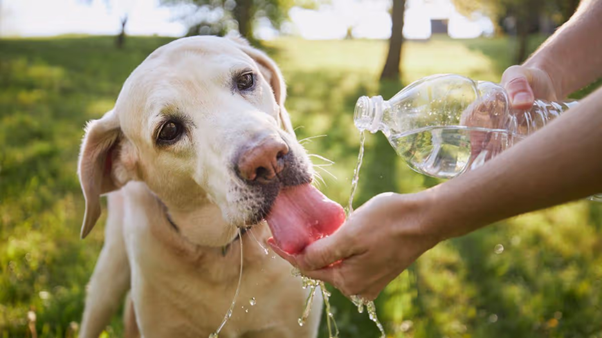 Clinical Recognition and Evidence-Based Management of Canine Heat-Related Illness