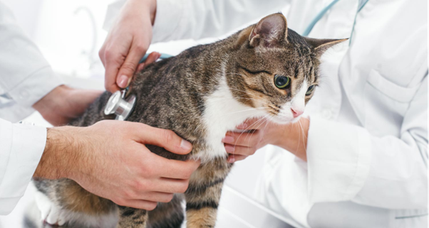 Rethinking CKD Diagnosis in Cats:  Why Early Detection Must Go Beyond Creatinine