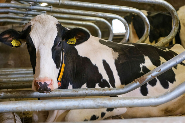 Heat Stress and Clinical Mastitis: Translating Climate Risk into Udder Health Management