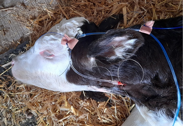 Intravenous Fluid Therapy in Neonatal Calves With Diarrhea: Practical Clinical Approach
