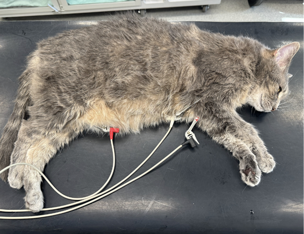 Predicting Post-Obstructive Diuresis in Cats: Clinical and Clinicopathologic Risk Indicators at Presentation