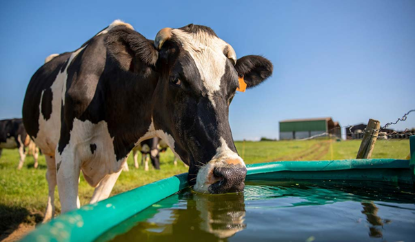 Rethinking Heat Stress Assessment in Dairy Practice: From THI to HLI–AHL