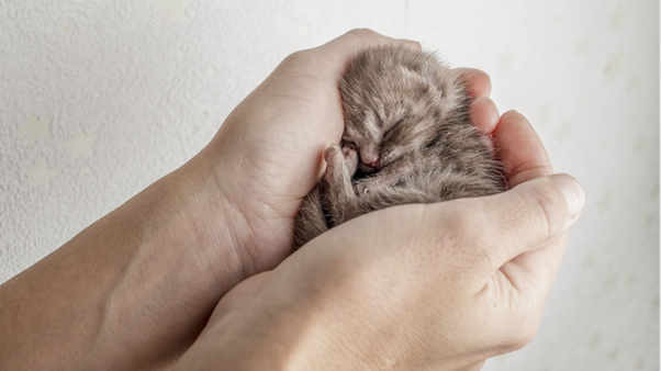The First Minute After Birth:  A Practical Step-by-Step Resuscitation Protocol for Puppies and Kittens