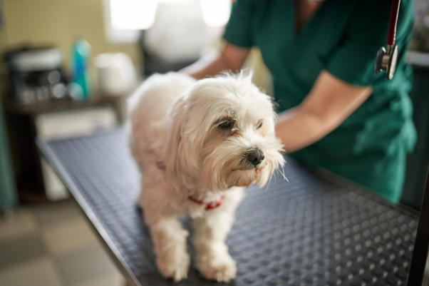 Acute Kidney Injury in Dogs with GDV: A Hidden but Critical Determinant of Survival