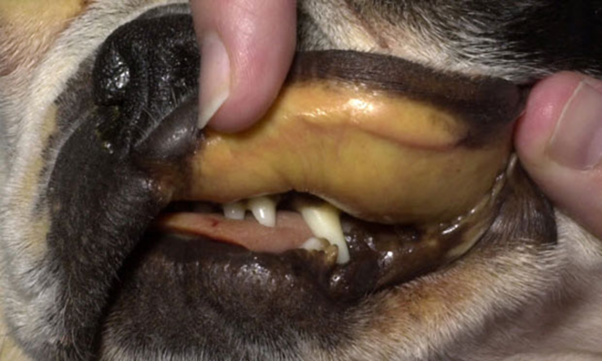 Canine Leptospirosis: Understanding Epidemiology, Serovars, and Clinical Risk in Veterinary Practice