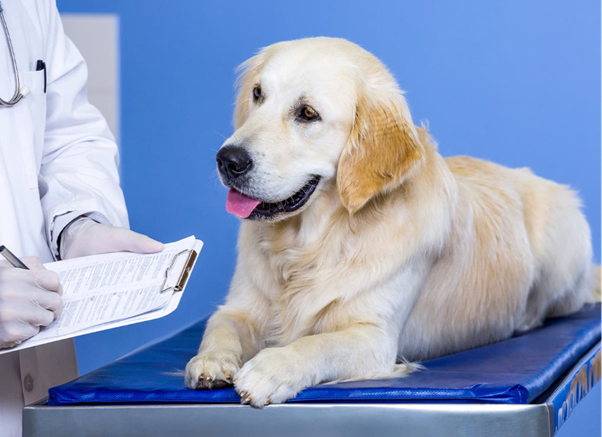 Treatment of Canine Leptospirosis: From First Dose to Critical Care