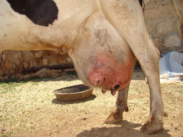 Pathogen Shedding Dynamics in Mastitis: Clinical Implications for Dairy Practice