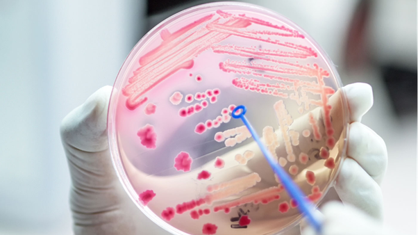Antimicrobial Resistance Through a One Health Lens : Why It Matters in Veterinary Practice