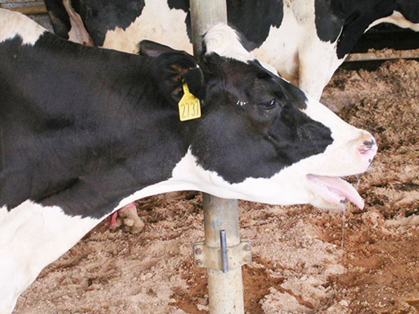 Field Management of Heat Stress in Cattle: Evidence-Based Immediate Interventions