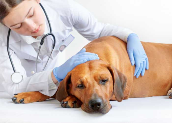 Subclinical BPH in Dogs: The Hidden Challenge in Veterinary Practice