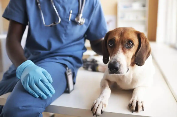 Diagnostic Advances in Canine BPH: From Palpation to Precision Medicine