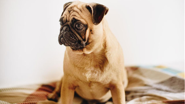 Drug Selection in Canine Bph: Mechanisms, Efficacy, and Clinical Decision-Making