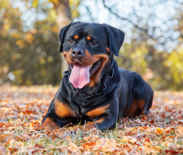 Impact of Canine BPH on Semen Quality: Clinical Implications and Therapeutic Insight