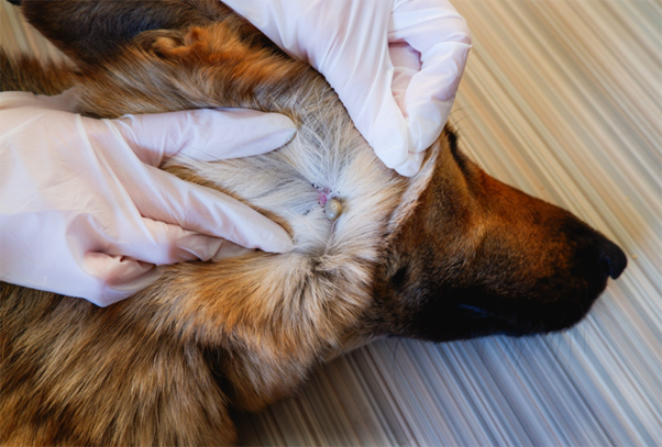 Tick-Borne Diseases in Dogs: Understanding Co-infections