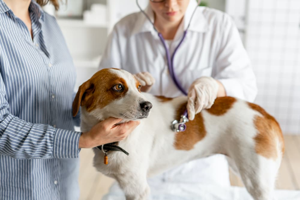 When Pyometra Turns Critical: Recognizing, Managing, and Recovering from Complications