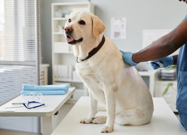 Antibiotic Stewardship in Canine Pyometra: Do We Really Need More Than Surgery?