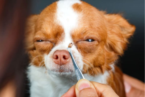 Canine Babesiosis: Clinical Signs, Lab Changes, and What They Mean in Practice