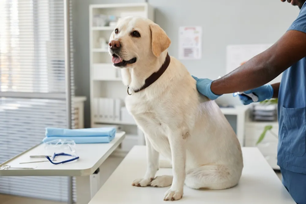 Treatment Strategies for Canine Bph: Choosing the Right Approach