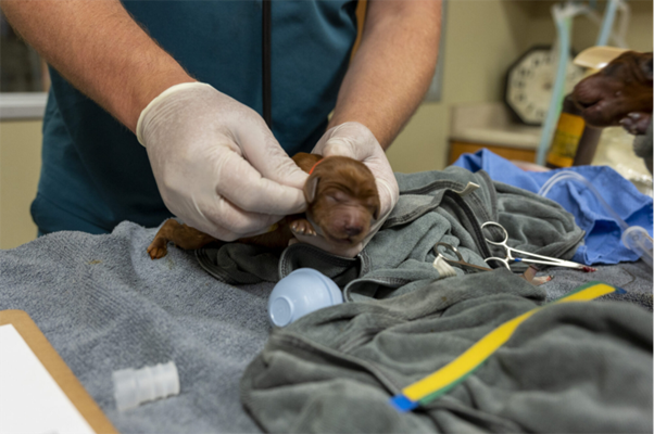 Improving Neonatal Survival After Canine Cesarean Section: Practical Lessons for Veterinary Practice