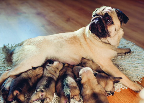 Are Brachycephalic Puppies Really at Higher Risk After Cesarean Section? Reassessing a Common Clinical Assumption