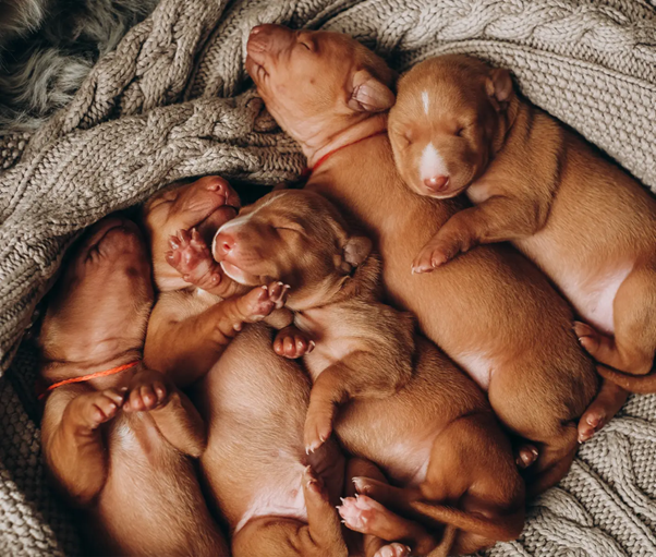 Rethinking Neonatal Assessment: Why Birthweight Still Matters Most