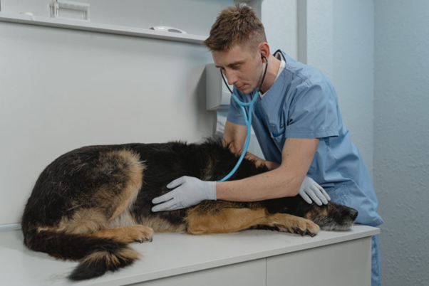 Canine MRSA Infections: Clinical Presentation, Transmission Dynamics, and Field-Level Management