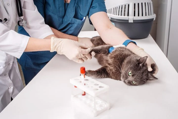 Clinical Toxoplasmosis in Animals: Species-Specific Presentation, Diagnostic Strategy, and Clinical Decision-Making
