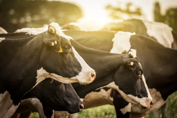 Bovine Brucellosis in India: Clinical Impact, Diagnostic Strategies, and Field-Level Challenges