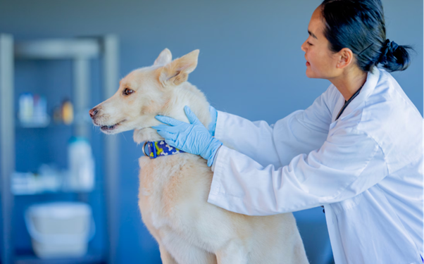 MRSA in Companion Animals: From Commensal to Clinical Threat in Veterinary Practice