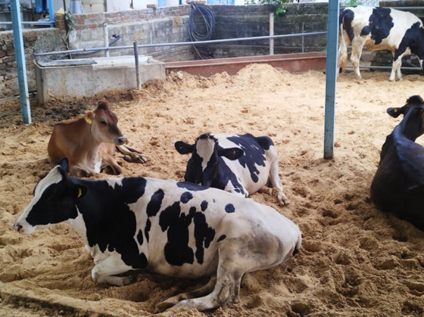 Post-parturient Hypophosphatemia and Hypokalemia in Dairy Cows—Field Recognition and Practical Management