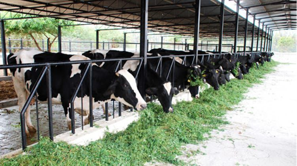 Farm-Level Risk Factors Driving Bovine Brucellosis: Insights for Prevention and Biosecurity in Dairy Herds