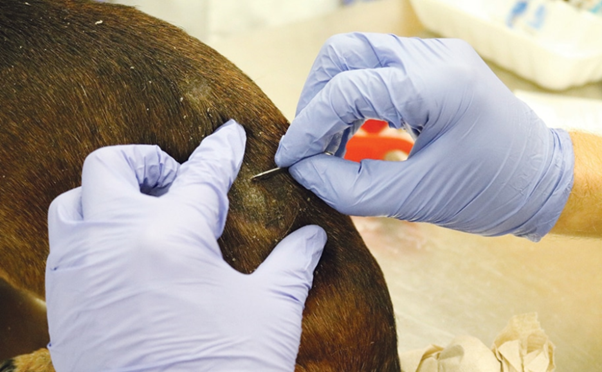 Diagnostic Approach to Demodicosis in Clinical Practice